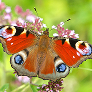Britain's favourite butterfly revealed